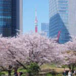 cherry trees with pale pink blossoms and Tokyo Tower