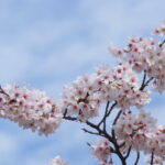 cherry blossoms and the blue sky